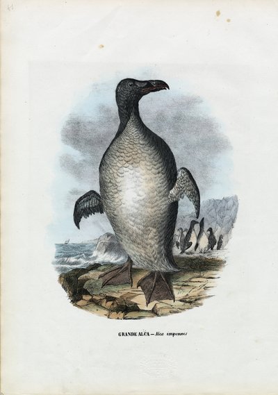 Grande Auk, 1863-79 da Raimundo Petraroja